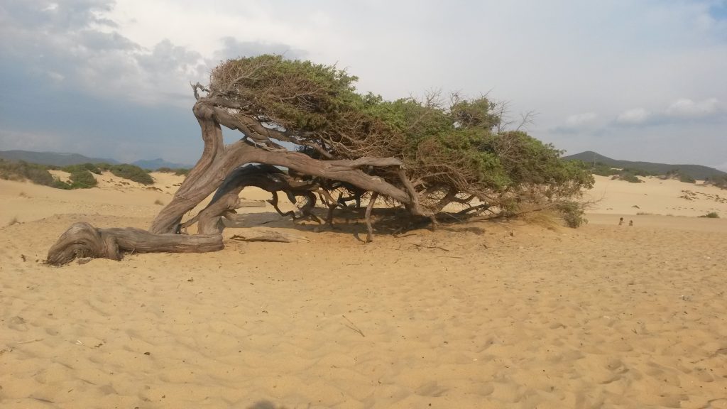 Dune di piscinas