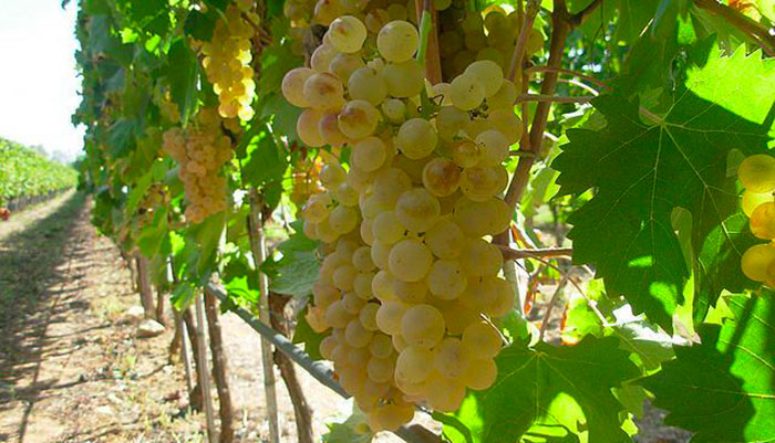 Qual è il miglior Vermentino Sardo? Ecco i più apprezzati